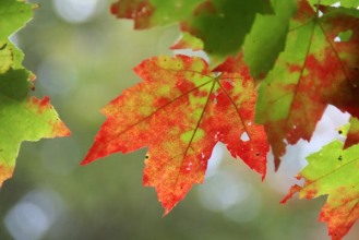 Fall Foliage by Ian Britton, from FreeFoto.com